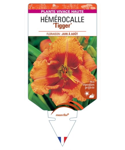 HEMEROCALLIS Tigger