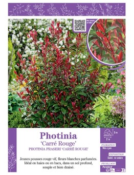 PHOTINIA FRASERI 'CARRÉ ROUGE' voir PHOTINIA 'CARRÉ ROUGE'