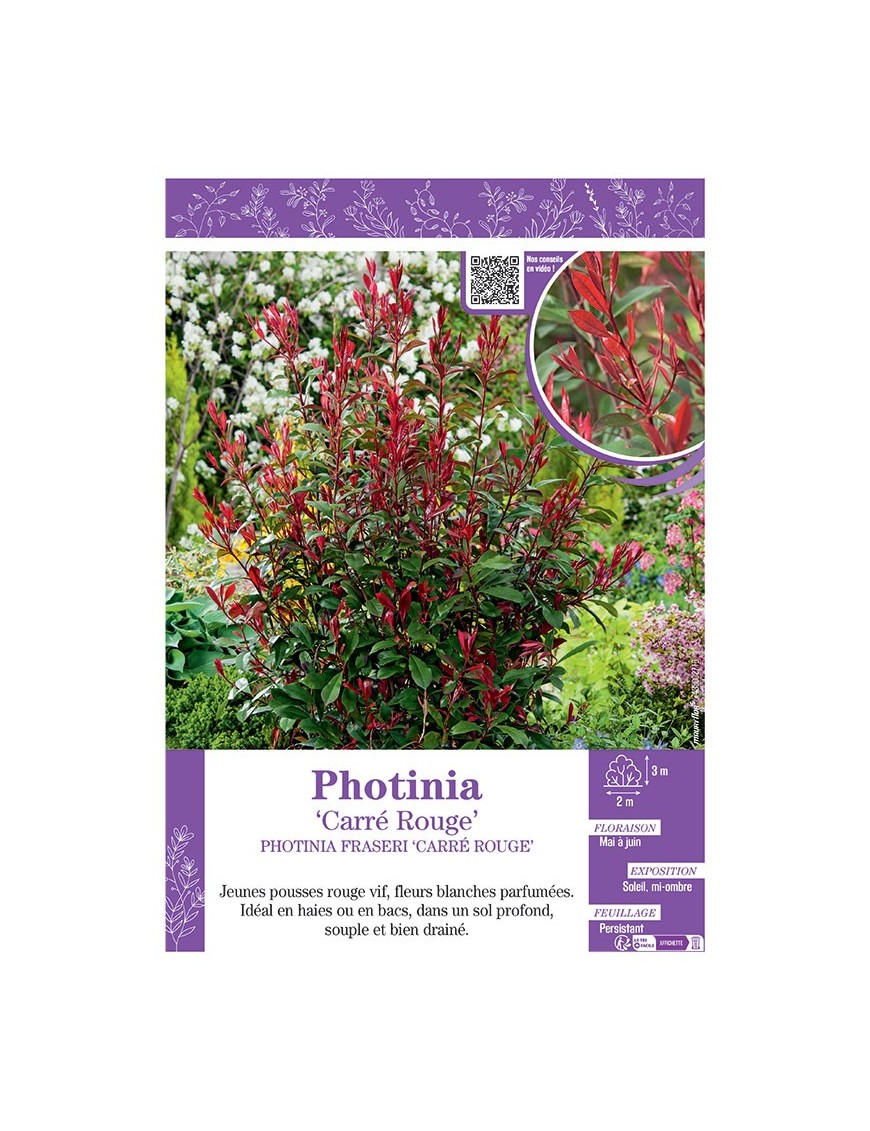 PHOTINIA FRASERI 'CARRÉ ROUGE' voir PHOTINIA 'CARRÉ ROUGE'