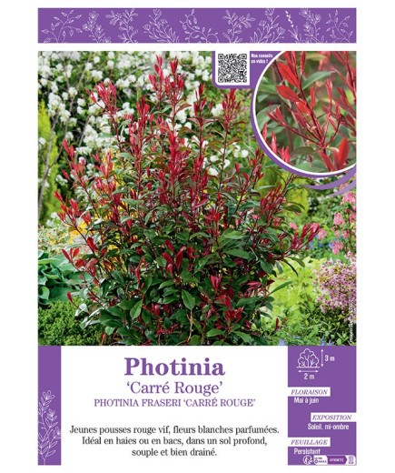 PHOTINIA FRASERI 'CARRÉ ROUGE' voir PHOTINIA 'CARRÉ ROUGE'