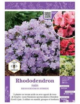 RHODODENDRON HYBRIDE NAIN (varié)