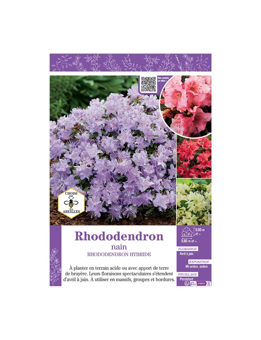 RHODODENDRON HYBRIDE NAIN (varié)