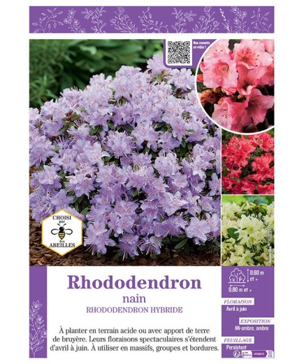 RHODODENDRON HYBRIDE NAIN (varié)