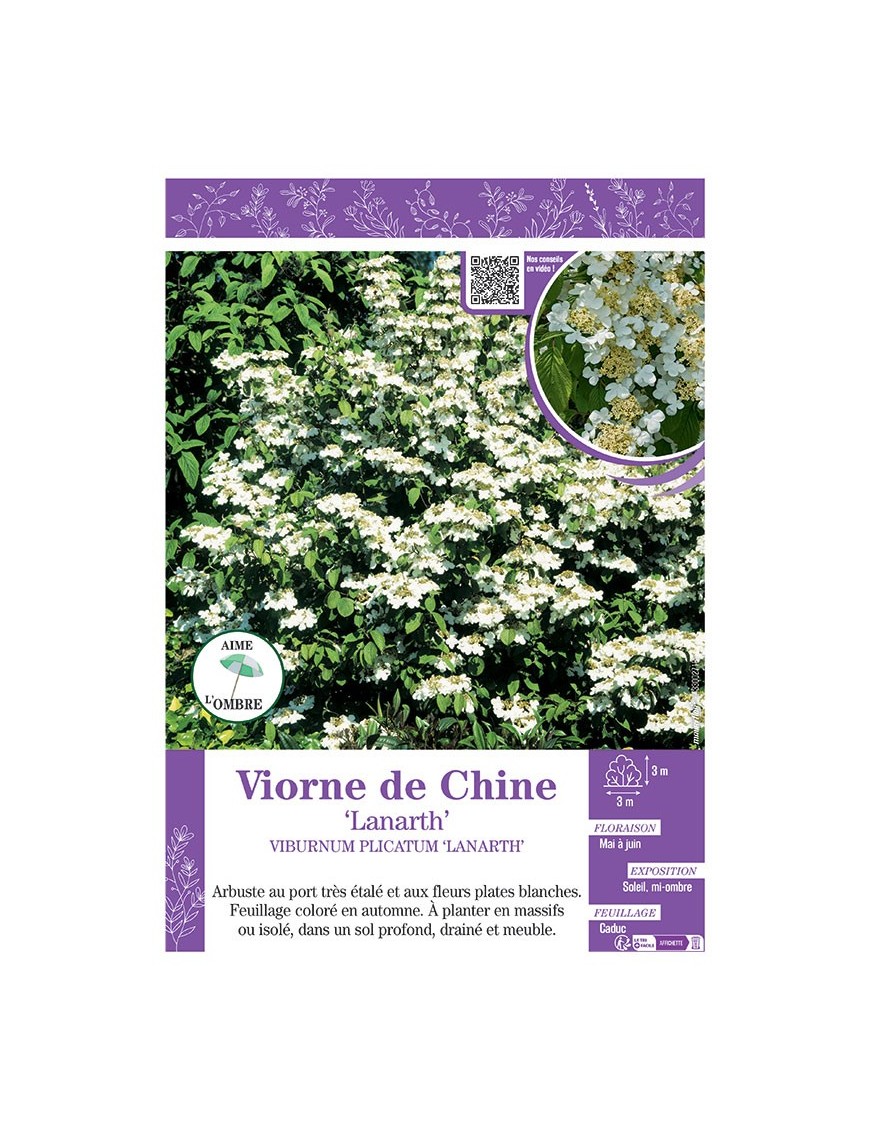 VIBURNUM PLICATUM 'LANARTH' voir VIORNE DE CHINE 'LANARTH'
