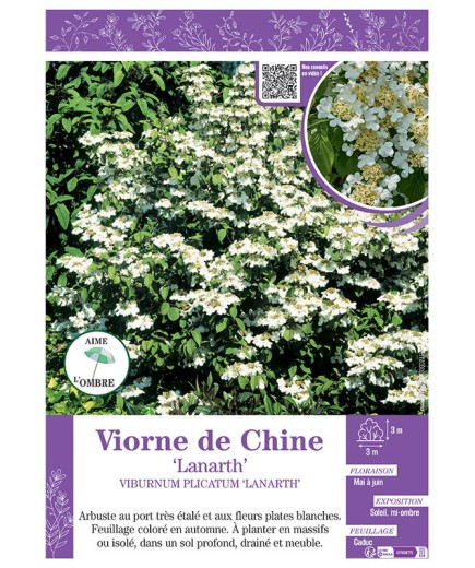 VIBURNUM PLICATUM 'LANARTH' voir VIORNE DE CHINE 'LANARTH'