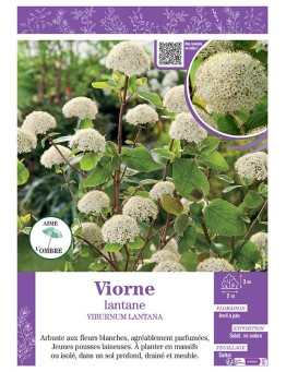 VIBURNUM LANTANA voir VIORNE LANTANE