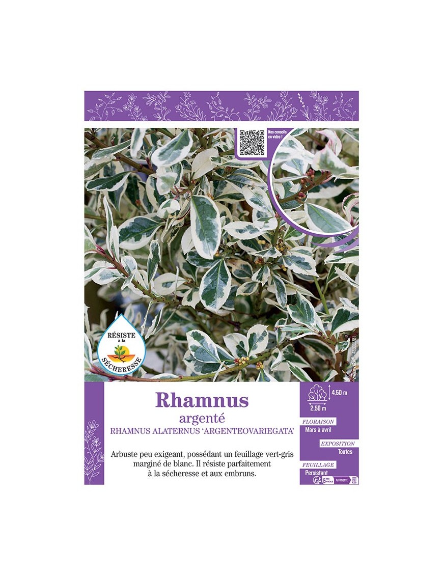 RHAMNUS ALATERNUS 'ARGENTEOVARIEGATA' voir RHAMNUS ARGENTÉ
