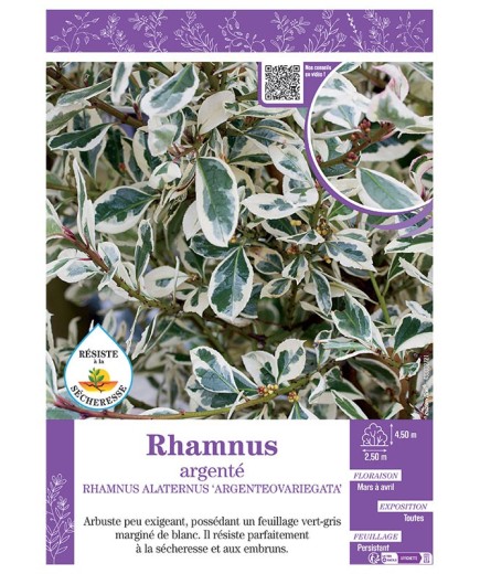 RHAMNUS ALATERNUS 'ARGENTEOVARIEGATA' voir RHAMNUS ARGENTÉ