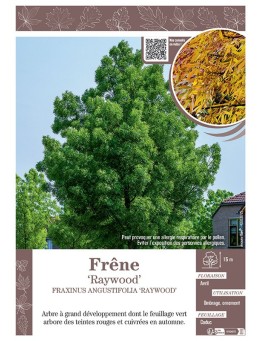 FRAXINUS ANGUSTIFOLIA 'RAYWOOD' voir FRÊNE 'RAYWOOD'