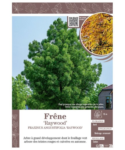 FRAXINUS ANGUSTIFOLIA 'RAYWOOD' voir FRÊNE 'RAYWOOD'