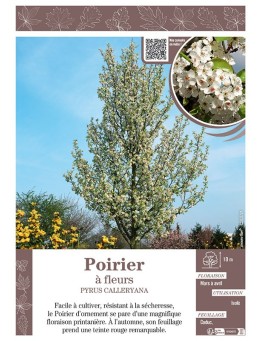 PYRUS CALLERYANA voir POIRIER À FLEURS
