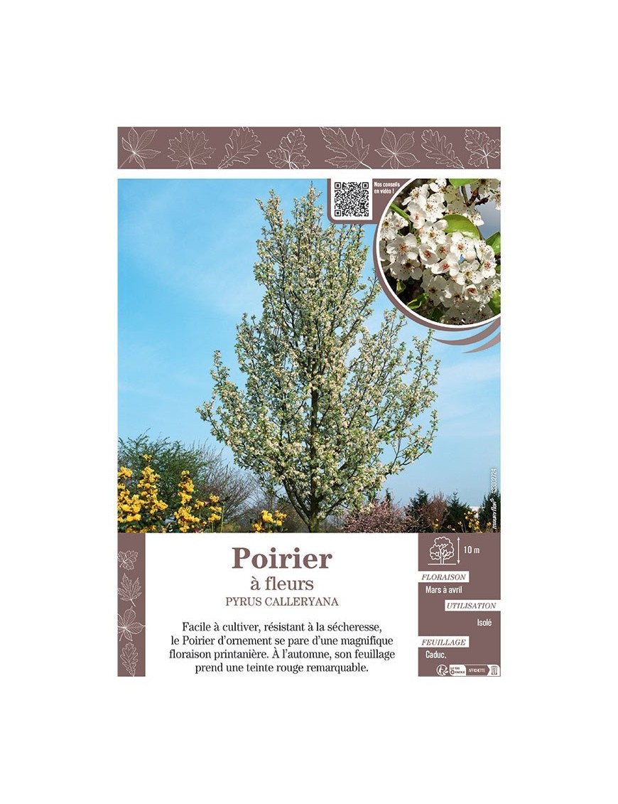 PYRUS CALLERYANA voir POIRIER À FLEURS