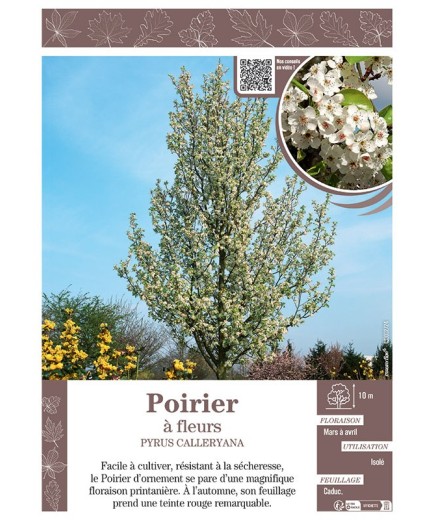 PYRUS CALLERYANA voir POIRIER À FLEURS
