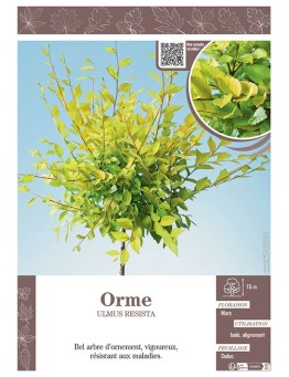 ULMUS RESISTA voir ORME