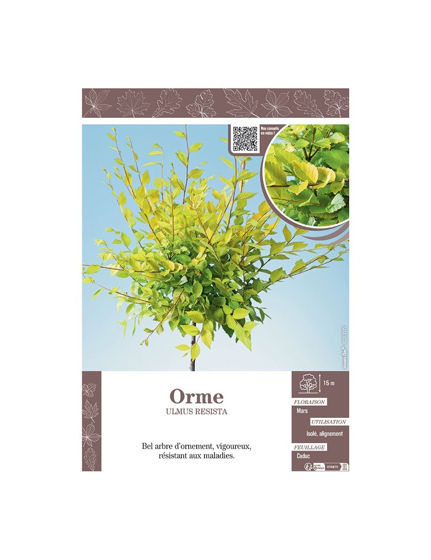 ULMUS RESISTA voir ORME