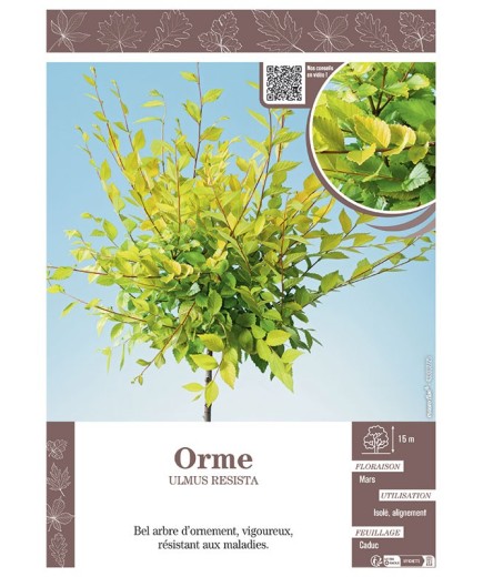 ULMUS RESISTA voir ORME