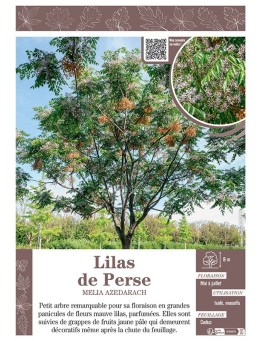MELIA AZEDARACH voir LILAS DE PERSE