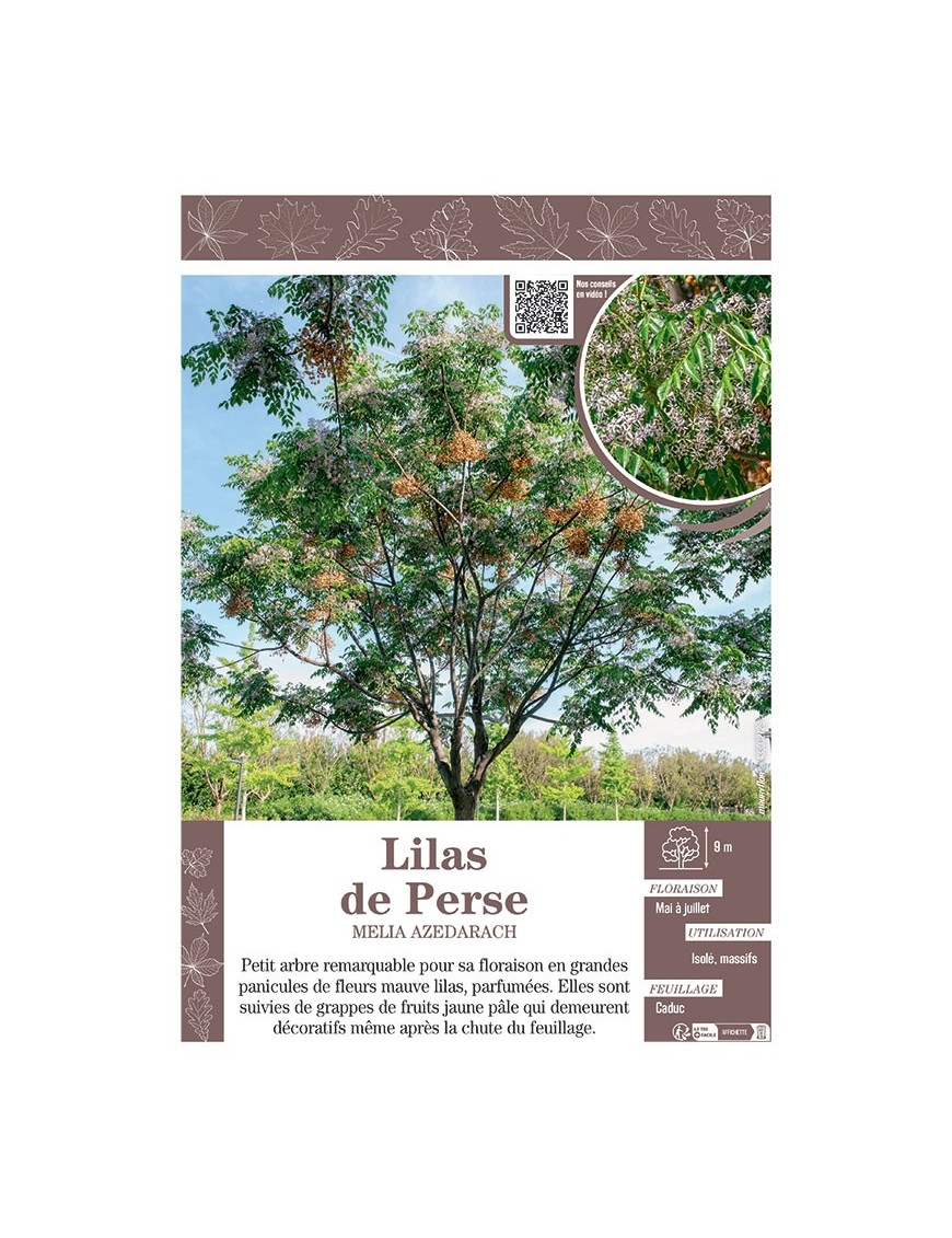 MELIA AZEDARACH voir LILAS DE PERSE