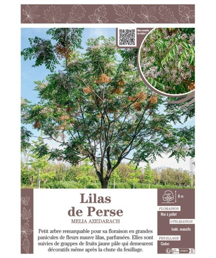 MELIA AZEDARACH voir LILAS DE PERSE