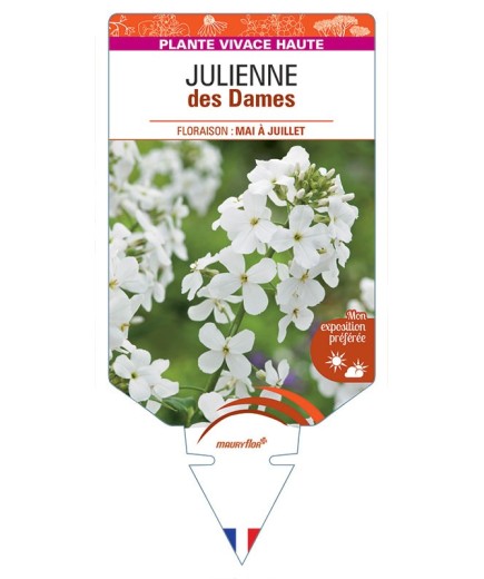 HESPERIS matronalis voir Julienne des Dames (blanc)