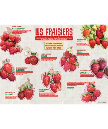 PANNEAU FRAISIERS