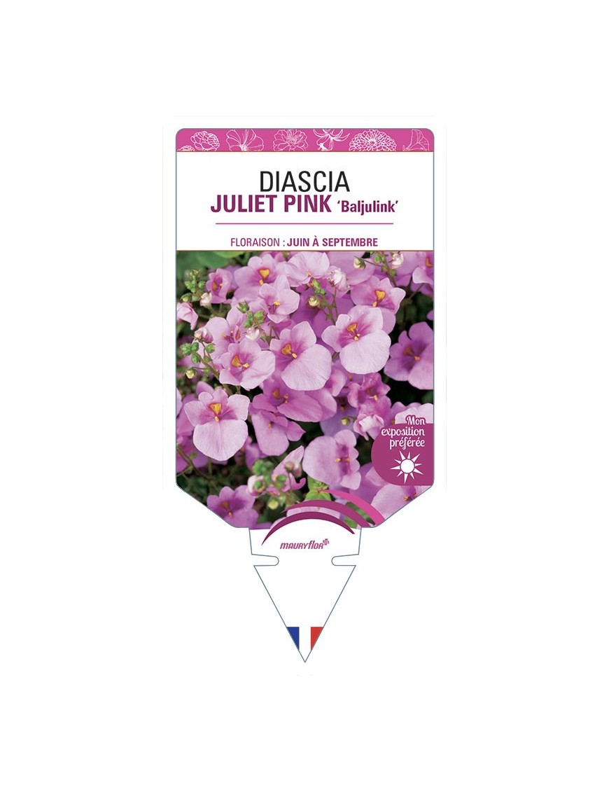 DIASCIA (barberae) JULIET PINK Baljulink