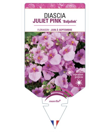 DIASCIA (barberae) JULIET PINK Baljulink