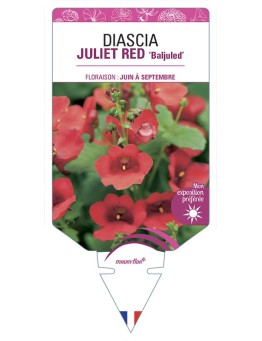 DIASCIA (barberae) JULIET RED Baljuled