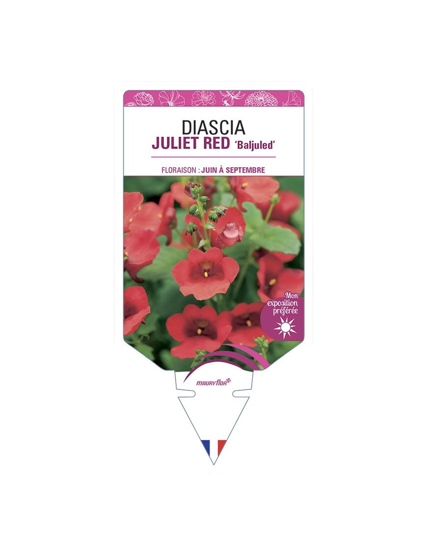 DIASCIA (barberae) JULIET RED Baljuled