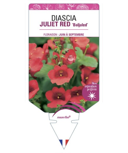 DIASCIA (barberae) JULIET RED Baljuled