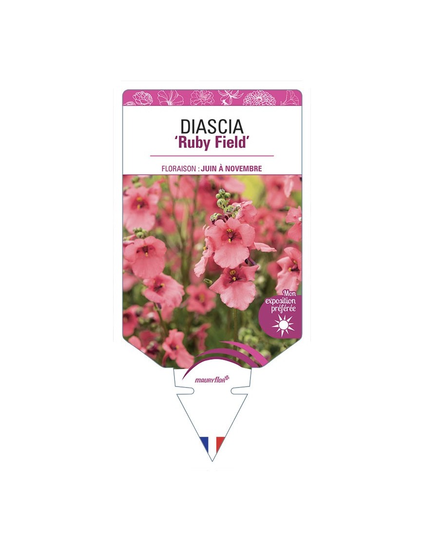 DIASCIA (barberae) Ruby Field