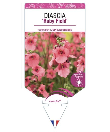 DIASCIA (barberae) Ruby Field