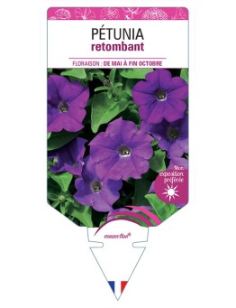 PÉTUNIA RETOMBANT (violet)