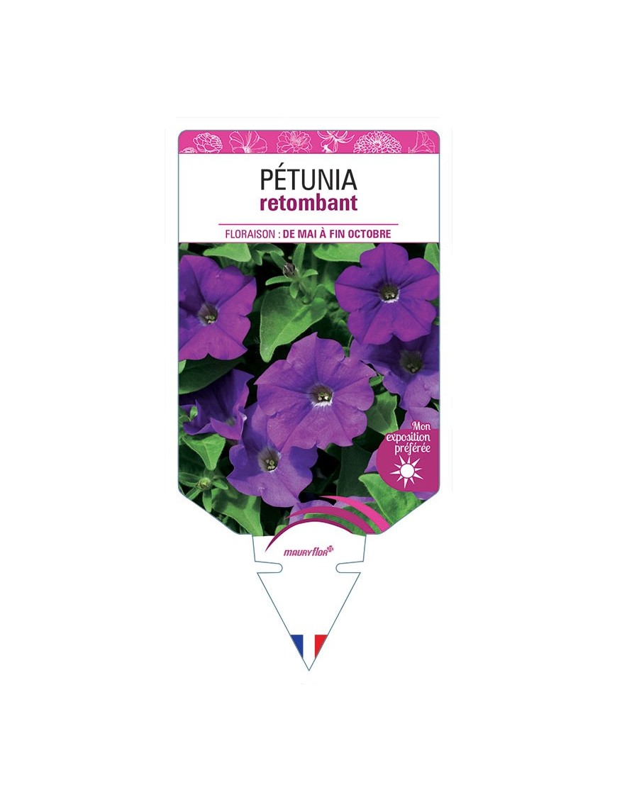 PÉTUNIA RETOMBANT (violet)