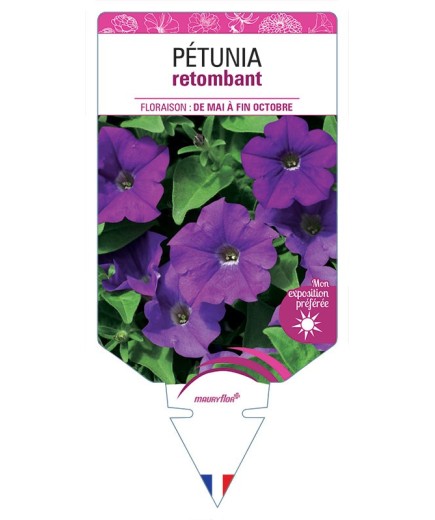PÉTUNIA RETOMBANT (violet)