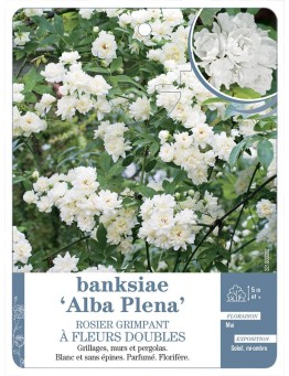 Rosier grimpant BANKSIAE ALBA *