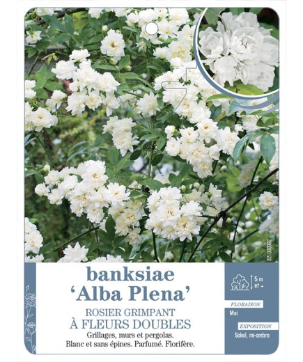 Rosier grimpant BANKSIAE ALBA *