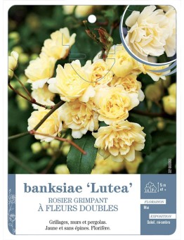 Rosier grimpant BANKSIAE LUTEA