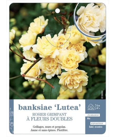 Rosier grimpant BANKSIAE LUTEA