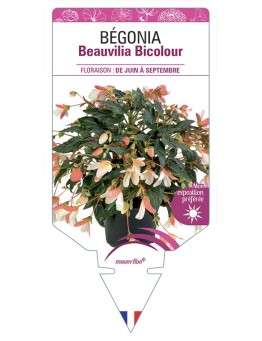 BÉGONIA Beauvilia Bicolour