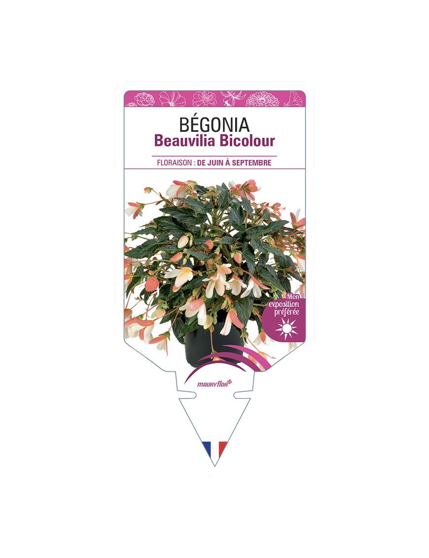 BÉGONIA Beauvilia Bicolour