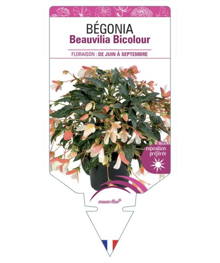 BÉGONIA Beauvilia Bicolour