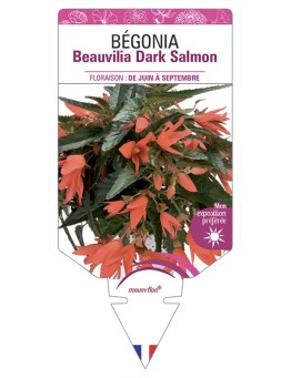 BÉGONIA Beauvilia Dark Salmon