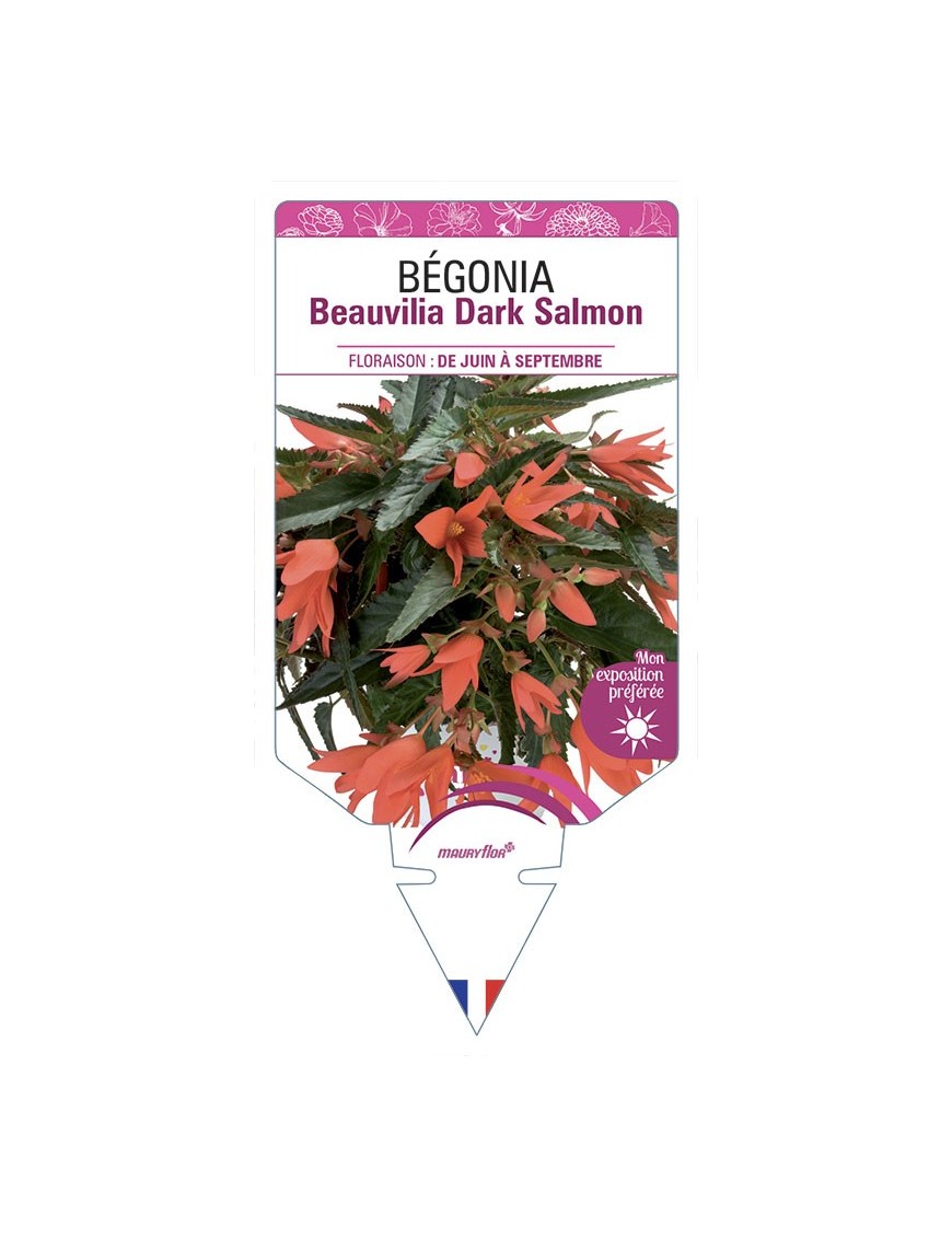 BÉGONIA Beauvilia Dark Salmon