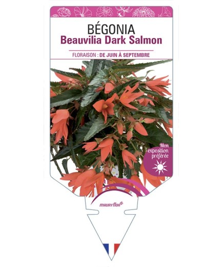 BÉGONIA Beauvilia Dark Salmon
