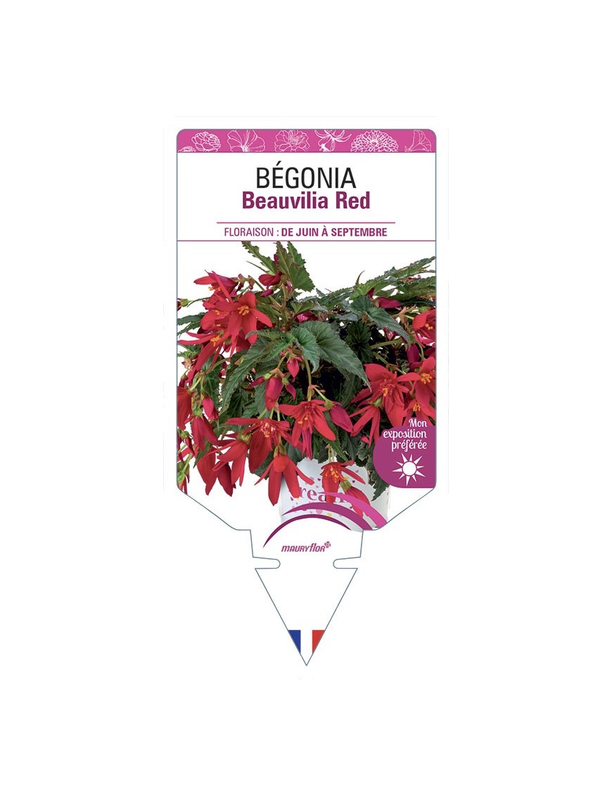 BÉGONIA Beauvilia Red