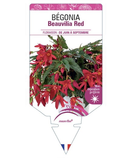 BÉGONIA Beauvilia Red