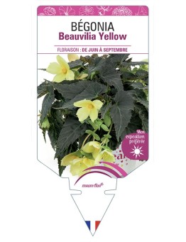 BÉGONIA Beauvilia Yellow