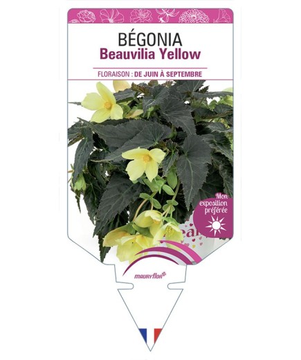 BÉGONIA Beauvilia Yellow