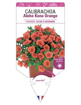 CALIBRACHOA Aloha Kona Orange